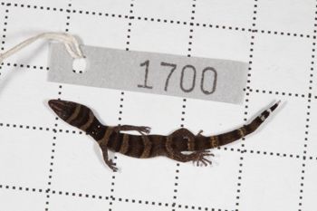 Media type: image;   Herpetology R-189896